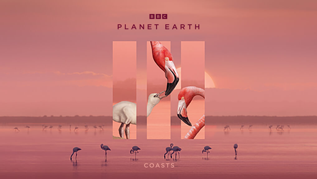 Bbc earth live stream free hot sale