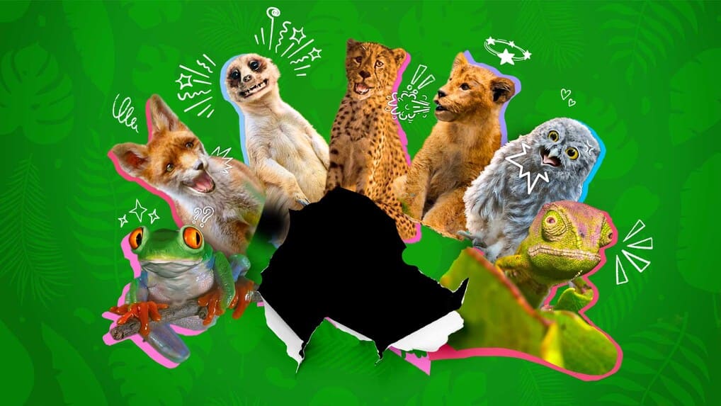 Funny Talking Animals